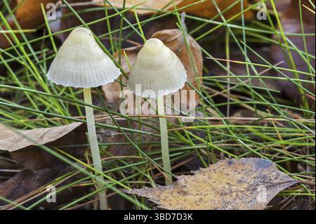 Yellowleg-Haube (Mycena epipterygia) im Grasland Stockfoto