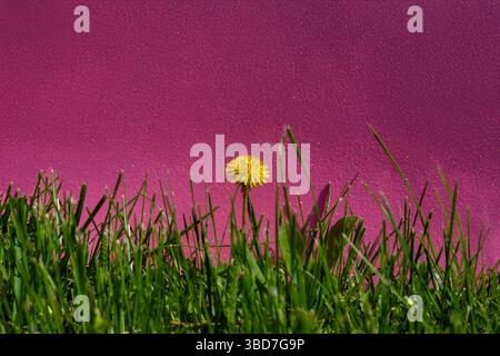 Hellgelber Löwenzahn, der inmitten grünem Gras mit einem kräftigen rosafarbenen Hintergrund steht, schafft eine verspielte und lebendige Naturkomposition. Stockfoto