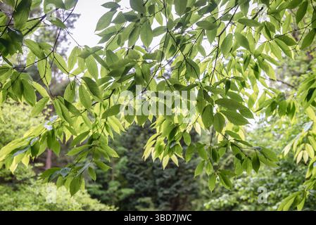 Grüne, frische Blätter von Hainbuche-Ahornbaum Stockfoto