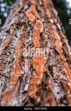 Stem of Wilson poplar tree Stockfoto