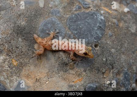 Kleine Eidechse mit rosafarbener, durchscheinender Haut, ein mediterraner Hausgecko, der seinen Schwanz verloren hat, sitzt auf einem Felsen Stockfoto