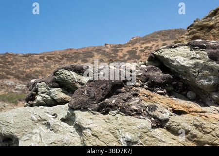 Teerschicht, an einem Felsen festgeklebt, Rückstände einer Ölpest auf dem Meer Stockfoto