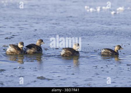Vier Kleinen (Tachybaptus ruficollis), Dabküken (Podiceps ruficollis) im nicht-Brutgefieder, die im Winter im teilweise gefrorenen See schwimmen Stockfoto