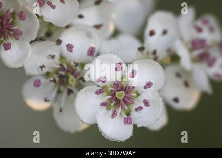 Gemeiner einsagender Weißdorn (Crataegus monogyna), der im Frühjahr blüht Stockfoto