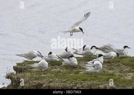 Sandwichseeschwalben (Sterna sandvicensis) ruhen in Salzmarsch entlang der Nordseeküste Stockfoto