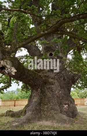Massive alte Eiche mit dickem Stamm und breiten Ästen, umgeben von Holzzaun Stockfoto