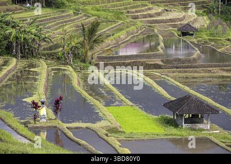 Jatiluwih terrassierte Reisfelder, Reisterrassen im Hochland von West Bali, Indonesien Stockfoto