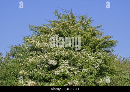 Blühender Weißdorn, Weißdorn, einsamtiger Weißdorn, einsamtiger Weißdorn (Crataegus monogyna) mit weißen Hermaphroditblüten im Frühjahr Stockfoto