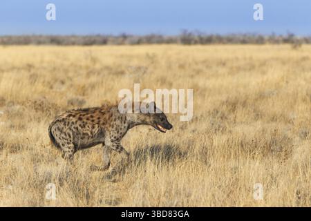 Gefleckte Hyena (Crocuta crocuta), die durch Gras läuft, Etosha Nationalpark, Namibia Stockfoto