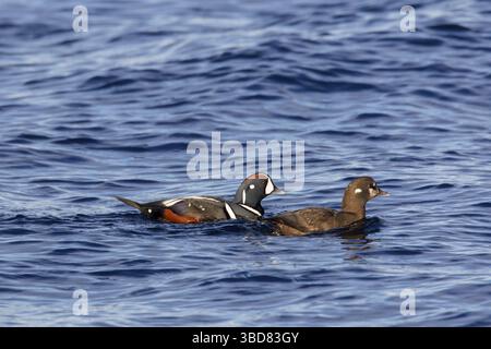 Harlekin-Ente (Histrionicus histrionicus), männliche und weibliche Schwimmer im Winter Stockfoto