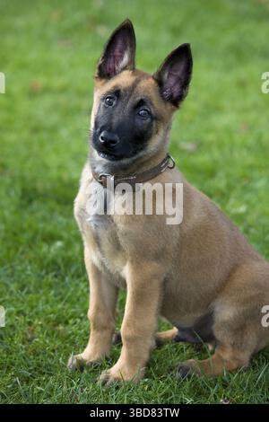 Belgischer Schäferhund (Canis Lupus familiaris) Malinois Welpe sitzt im Garten Stockfoto