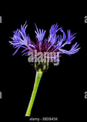 Centaurea montana oder Bachelor's Button Blume isoliert auf Schwarz Stockfoto