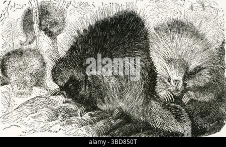 URSON ODER KANADISCHES STACHELSCHWEIN ( Erethizon dorsatum ) - North American Stachelschwein Trio - Vintage North American Wildlife Engraving Stockfoto