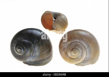 Große (Euspira catena) Halskette Muscheln (Natica catena) (Polinices catenus) auf weißem Hintergrund Stockfoto