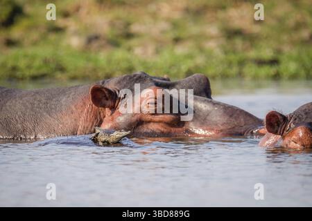 Schönes Krokodilbaby auf einem Nilpferd (Hippopotamus amphibious). Porträt des Nilpferdes, Babykrokodil vorne mit Vorderansicht. Die Tiere sind relaxin Stockfoto