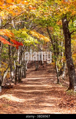 Goldenes Sonnenlicht zieht durch bunte Herbstbäume entlang eines gewundenen Schotterpfades in einem japanischen Wald in der Nähe des Komitake-Schreins Stockfoto
