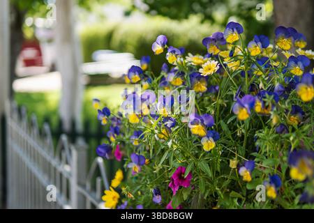 Lebendige Stiefmütterchen und Petunias blühen im Garten im November Stockfoto