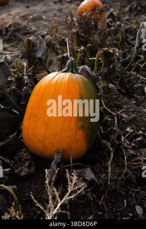 Reifender Orangenkürbis, der im Boden unter verwelkten Reben wächst Stockfoto