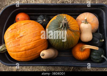 Verschiedene Kürbisse und Kürbisse in einem schwarzen Wagen auf strohbedecktem Boden Stockfoto