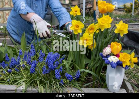 Handschuhe schneiden Narzissen in der Nähe von Traubenhyazinthen und Gefäßen Stockfoto