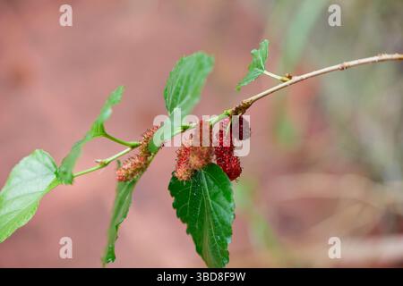 Frische reife Maulbeerfrucht auf Baumzweig Stockfoto