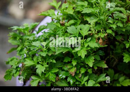 Nahaufnahme des biologischen Gartensellerieanbaus im Gemüsegarten Stockfoto