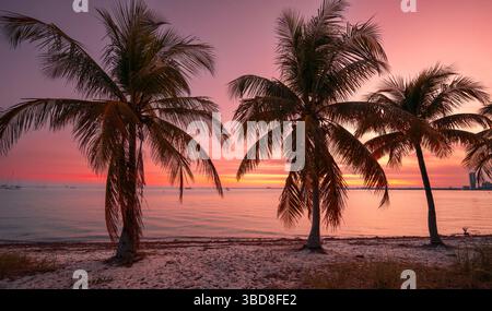 Palms tropischer Strand Sommer Florida Stockfoto