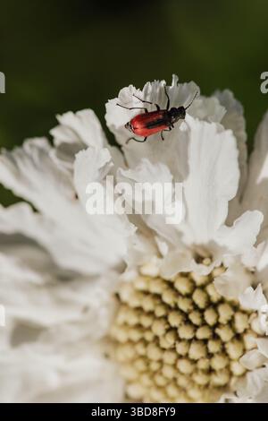 Roter Käfer auf weißer scabiosa-Blume aus nächster Nähe Stockfoto