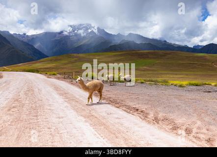Lamas auf dem Weg zu den Salineras de Maras, Maras, Cusco Region Stockfoto