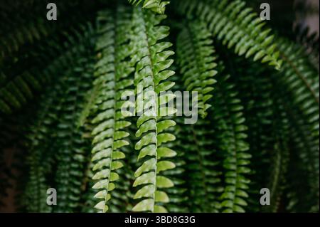 Nahaufnahme von üppig grünen Farnwedel, die sich im Schatten überlagern Stockfoto