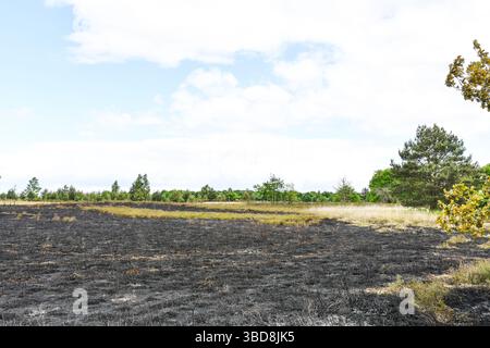 Maasmechelen, Belgien. Mai 2025. Bild von den Folgen eines Waldbrandes in der Mechelse Heide am Freitag, 23. Mai 2025. Feuerwehren aus der Ost-Limburger Rettungszone wurden am Donnerstag, den 22. Mai 2025 Abend gegen 21.00 Uhr zu einem Waldbrand in der Mechelse Heide auf dem Gebiet von Maasmechelen und AS massenhaft ausgerufen. BELGA FOTO PINO MISURACA Credit: Belga Nachrichtenagentur/Alamy Live News Stockfoto