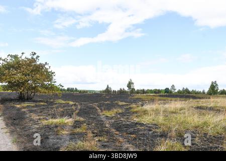 Maasmechelen, Belgien. Mai 2025. Bild von den Folgen eines Waldbrandes in der Mechelse Heide am Freitag, 23. Mai 2025. Feuerwehren aus der Ost-Limburger Rettungszone wurden am Donnerstag, den 22. Mai 2025 Abend gegen 21.00 Uhr zu einem Waldbrand in der Mechelse Heide auf dem Gebiet von Maasmechelen und AS massenhaft ausgerufen. BELGA FOTO JILL DELSAUX Credit: Belga News Agency/Alamy Live News Stockfoto