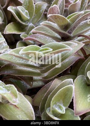 Nahaufnahme von Bootslilie oder Moses-in-the-Cradle-Blättern (Tradescantia spathacea), die ihre einzigartige Textur und ihr Muster zeigen Stockfoto