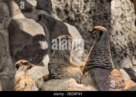 Meerkat niedliche Tierwelt süße Natur Stockfoto