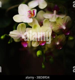 Leuchtende Orchideenblüten mit zarten Blütenblättern in üppiger Gartenumgebung während des frühen Morgenlichts Stockfoto