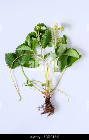 Erdbeerpflanze mit Blüten und Wurzeln auf weißem Hintergrund. Eine Erdbeerpflanze (Fragaria) schickt einen Läufer. Lehrinhalte zur Botanik. Stockfoto