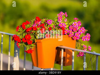 Millionen Glocken Blumendetails. Sommerblüten in Rot und Lila. Schöne Pflanzen im Garten. Dekoration für Sommerhaus Stockfoto