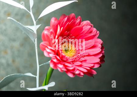 Detail der rosa Gerbera-Blüte. Rosafarbene Blüte auf blauem Hintergrund, schöne Frühlingsblume Stockfoto