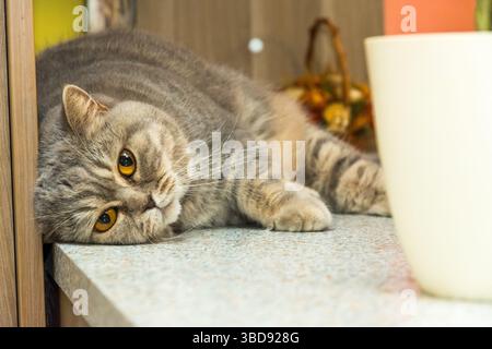 Die süße britische Katze liegt auf dem Schreibtisch. Niedliche Tierentspannung. Stockfoto