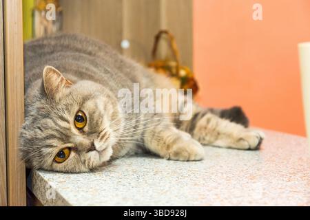 Die süße britische Katze liegt auf dem Schreibtisch. Niedliche Tierentspannung. Stockfoto