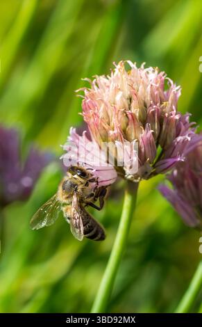 Biene auf der Blume. Ein kleines nützliches Insekt arbeitet und macht Honig. Honigbiene mit Flügel an der Blüte. Frühling auf der Wiese. Stockfoto