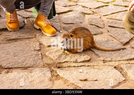 Nahaufnahme des Nutria-Rattentiers. Gebräunte Nutria spielt mit Touristen und wartet auf Fütterung. Wildtiere leben mit Menschen in der Großstadt Stockfoto