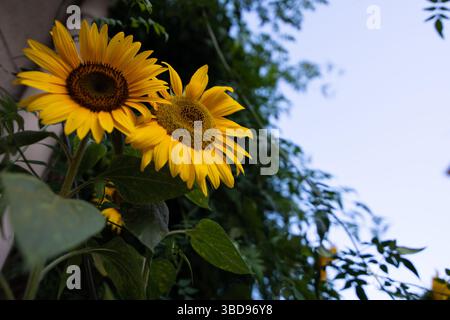 Ich schaue auf zwei wunderschöne Sonnenblumen, die in der französischen Sonne blühen. Stockfoto