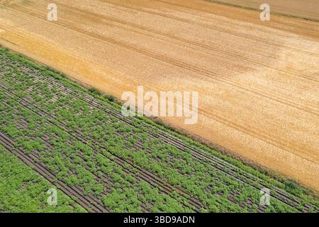 Vielfältige Ernten und gepflügte Erdmuster, Blick auf die Landschaft von Drohnen. Landwirtschaftlicher Hintergrund Konzeptlandschaft Stockfoto