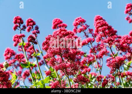 Leuchtend rot rosa Blüten von Red Valerian (Centranthus ruber) in voller Blüte vor einem klaren blauen Himmel an einem sonnigen Tag Stockfoto