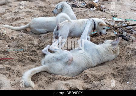 Drei weiße Hunde spielen im Sand. Einer der Hunde legt sich hin und die anderen beiden spielen Stockfoto