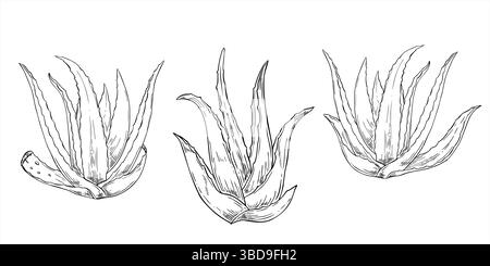 Monochrome Aloe Vera Pflanze Set Vektor isolierte Illustration gemalt von schwarzen Tinten. Gesunde saftige Clip Art für Wellness, Hautpflege und umweltfreundlich Stock Vektor