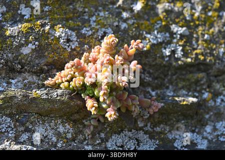 Rosafarbenes saftiges Laub von englischem Stonecrop, Sedum anglicum wächst auf der Burgmauer UK May Stockfoto