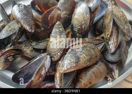 Leckere und gesunde Muscheln aus Galicien in Spanien Stockfoto