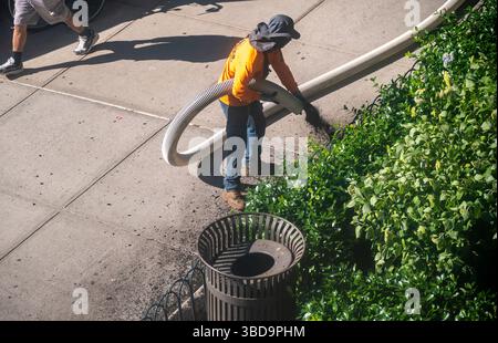 Arbeiter pumpen Mulch in die Pflanzungen am Eingang eines Wohnhauses in Chelsea in New York am Montag, den 19. Mai 2025. (© Richard B. Levine) Stockfoto